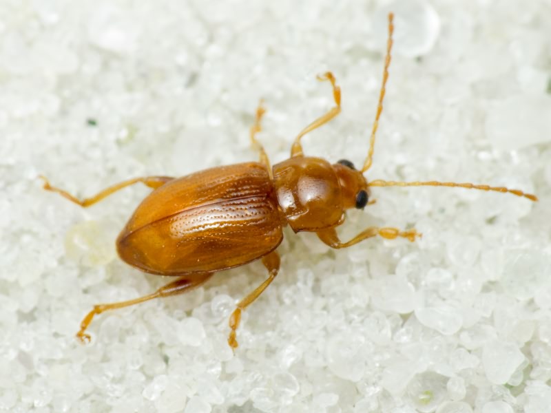 Neocrepidodera transversa (Marsham, 1802)